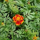 Marigolds Dwarf - Safari Scarlet