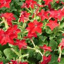 Nicotiana - Red