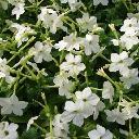 Nicotiana - White