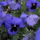 Pansy - Blue