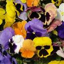 Pansy