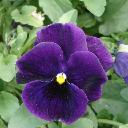 Pansy - Purple