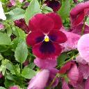 Pansy - Rose