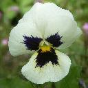 Pansy - White