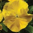 Pansy - Yellow