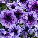 Petunia Blue - Bravo Blue Veined