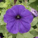 Petunia Blue - Celebrity Blue