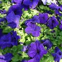 Petunia Blue - Ultra Blue