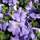 Petunia Blue - Ultra Sky Blue