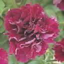 Petunia Double - Cascade Burgundy