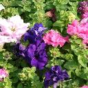 Petunia Double - Mix