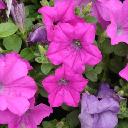 Petunia Pink - Dreams Neon Rose