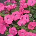 Petunia Pink - Ultra Pink