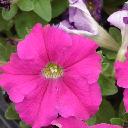 Petunia Pink - Ultra Rose