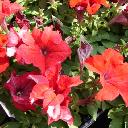 Petunia Red - Ultra Red