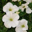 Petunia White - Storm White