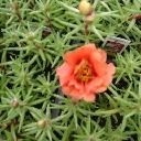 Portulaca - Sundial Orange