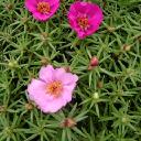 Portulaca - Sundial Peppermint