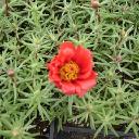 Portulaca - Sundial Red