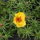 Portulaca - Sundial Yellow