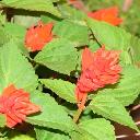 Salvia Splendens - Bonfire Elite