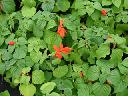 Salvia Splendens - Bonfire