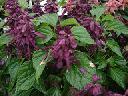 Salvia Splendens - Sizzler Purple