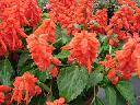 Salvia Splendens - Sizzler Red