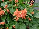 Salvia Splendens - Sizzler Salmon