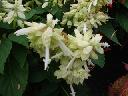 Salvia Splendens - Sizzler White