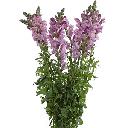 Snapdragon - Ribbon Lavender