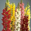 Snapdragon - Ribbon Mix