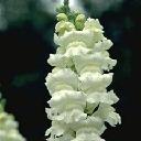 Snapdragon - Ribbon White