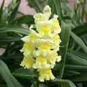 Snapdragon - Ribbon Yellow