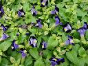 Torenia - Sun Devil Blue