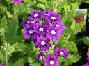 Verbena - Obsession Purple