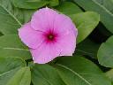 Vinca - Cooler Grape