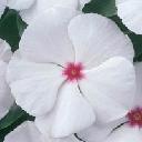 Vinca - Cooler Peppermint