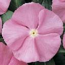 Vinca - Cooler Icy Pink