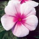 Vinca - Pacifica Blush