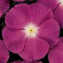 Vinca - Pacifica Magenta Halo