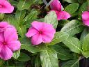 Vinca - Pacifica Lilac