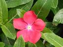 Vinca - Pacifica Red