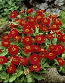 Zinnia - Profusion Cherry