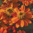 Zinnia - Profusion Fire