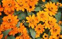 Zinnia - Profusion Orange