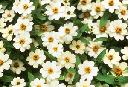 Zinnia - Profusion White