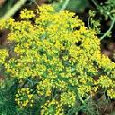 Dill Bouquet