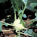 Kohlrabi