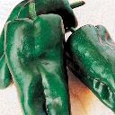 Pepper - Ancho Villa (Poblano)